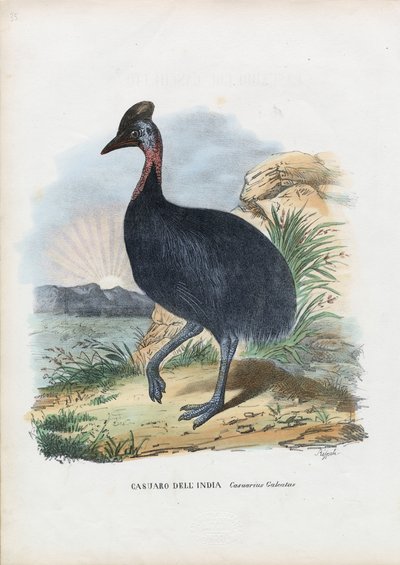 Southern Cassowary, 1863-79 by Raimundo Petraroja